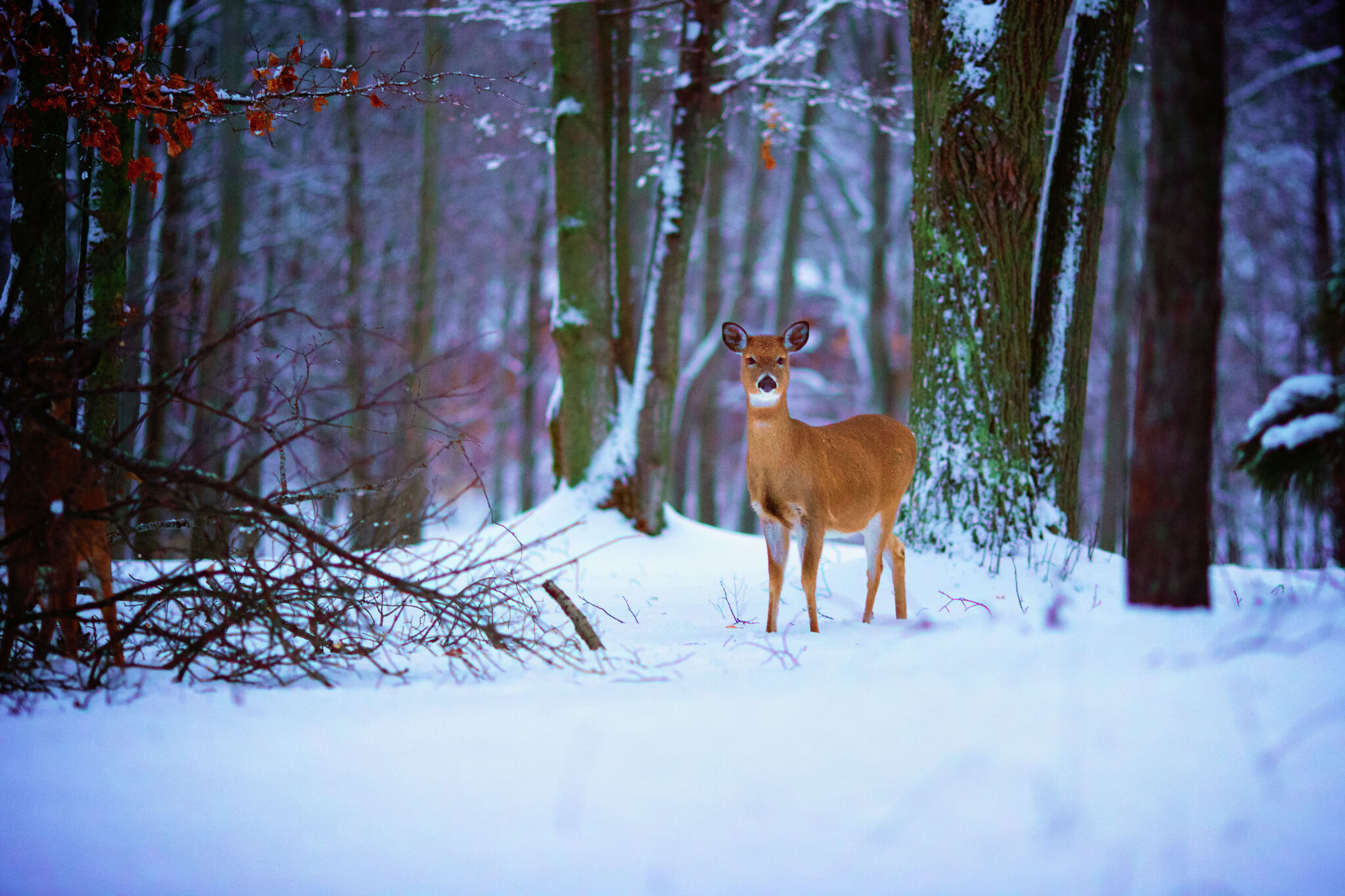 Michigan winter 2026 snowfall: Farmers' Almanac provides outlook based off history Staff Writer Sep 11, 2026