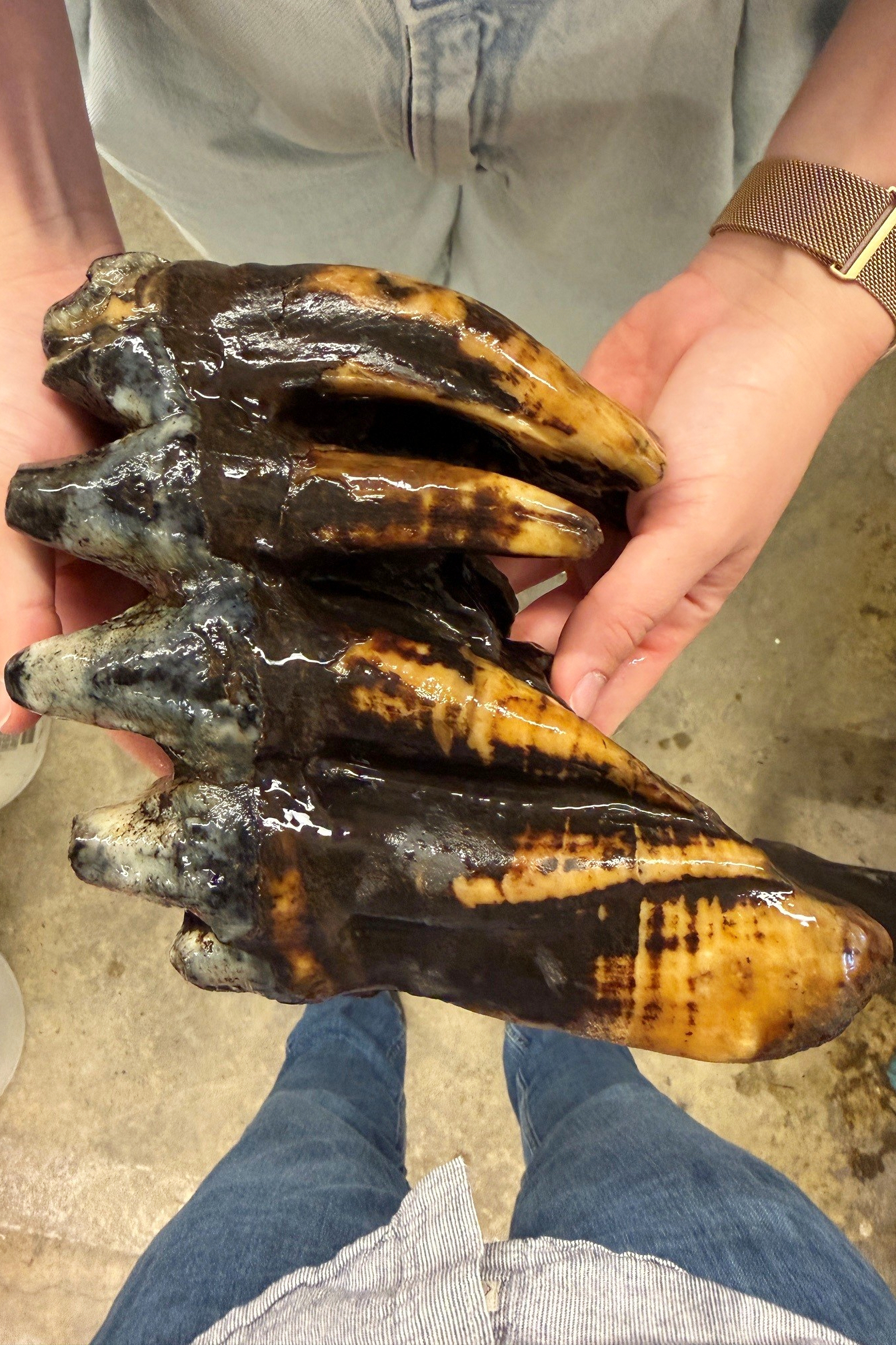 Well-preserved tooth from Pacific mastodon found in a creek in San Francisco Bay Area By JAMIE STENGLE , Associated Press Sep 11, 2026