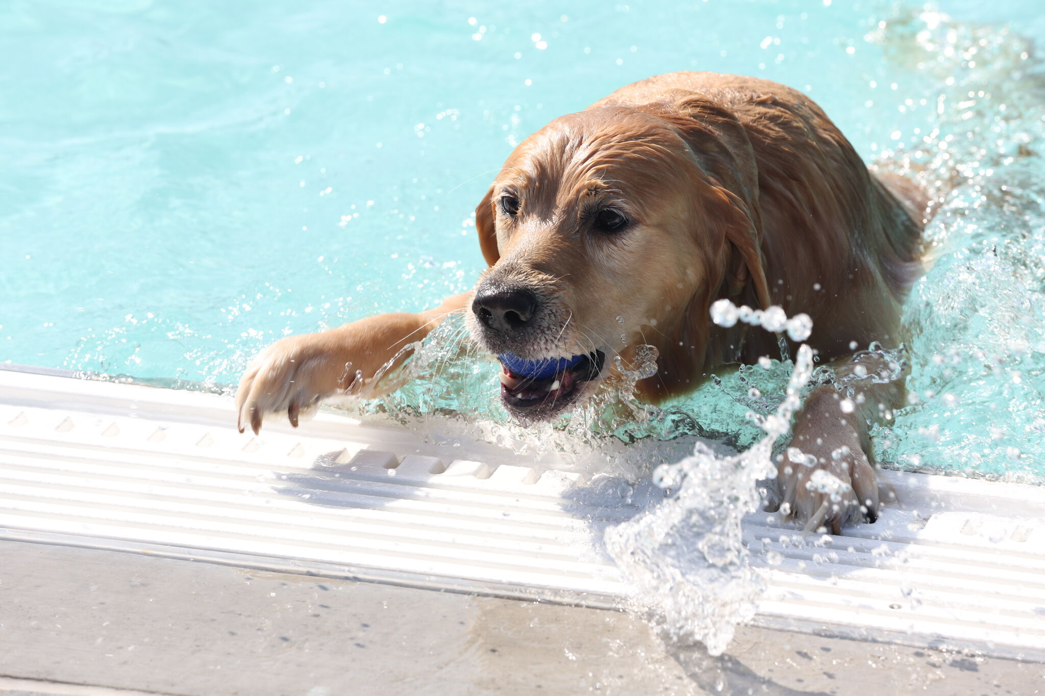 Dogs take a dip at Midland's Plymouth Pool after season ends