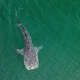 FILE: A whale shark in La Paz, Baja California.