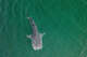 FILE: A whale shark in La Paz, Baja California.