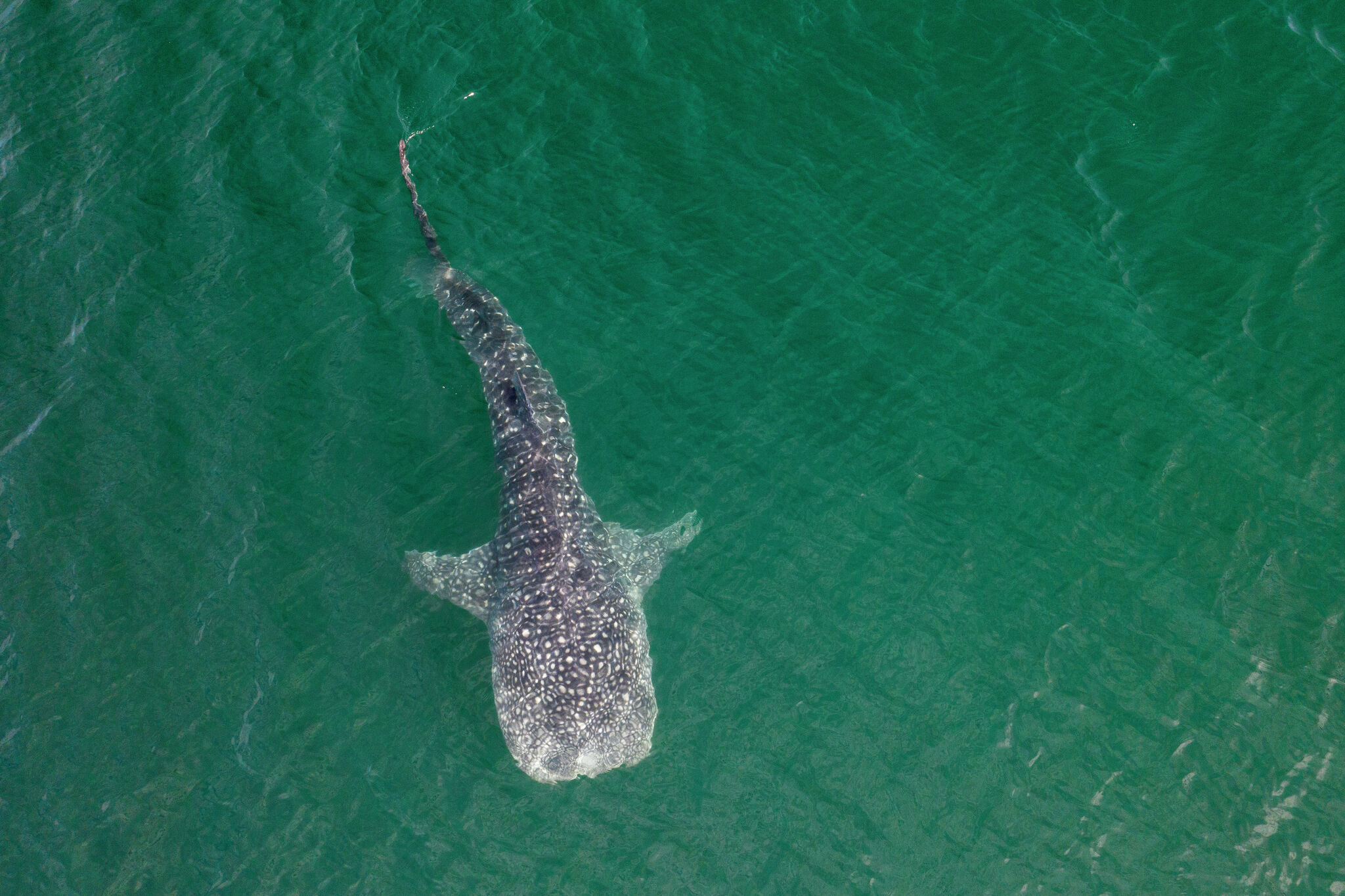 sfgate.com - Katie Dowd - Enormous whale shark filmed swimming up California coast