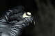 CDC warns of 100% fatal rabies threat with multiple Calif. hot spots reported