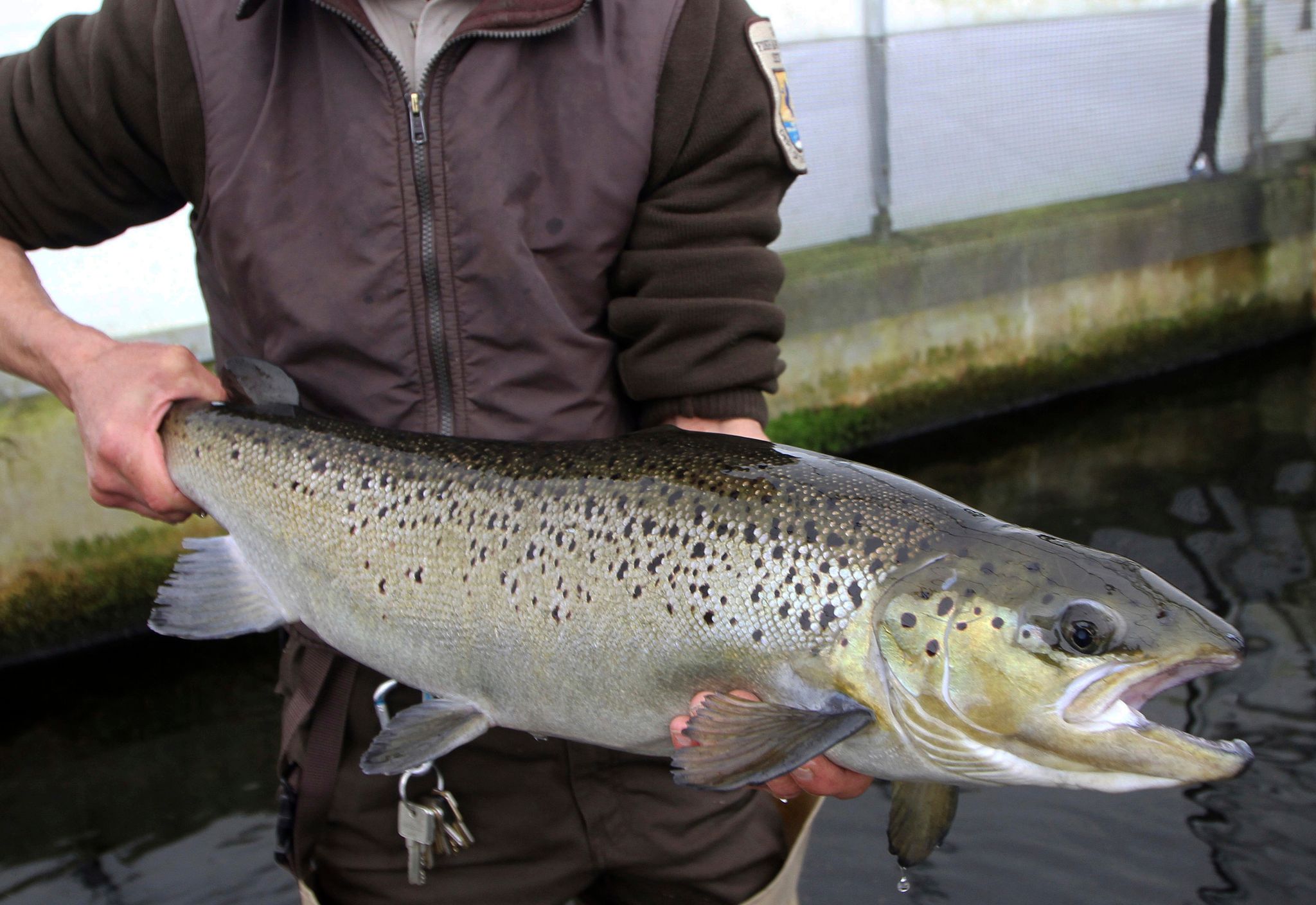 Endangered salmon may soon swim freely up a Maine river, but a comeback isn't guaranteed
