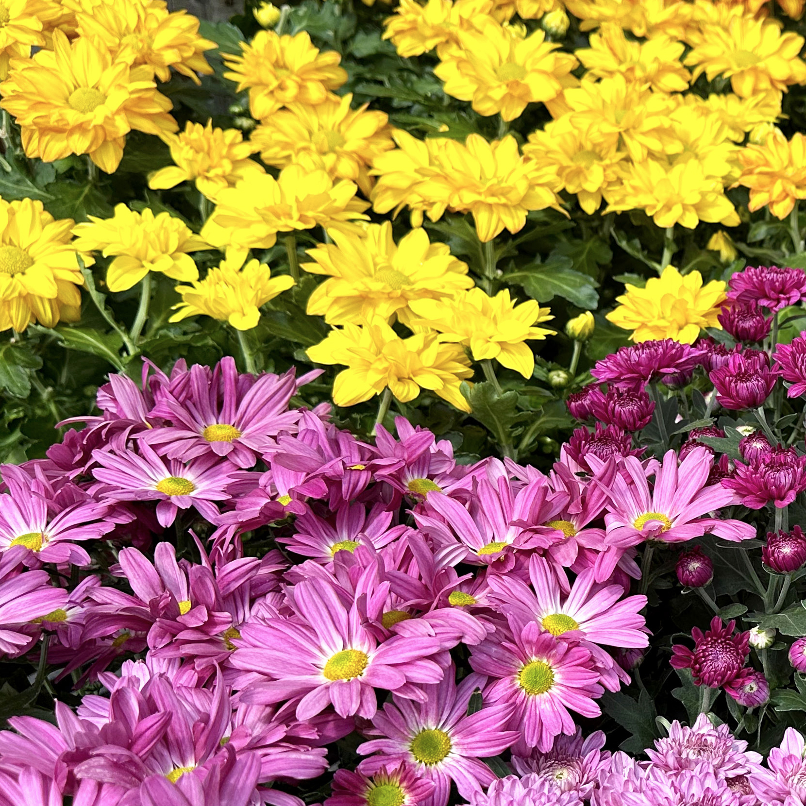 Prune hollies, avoid sod mistakes in Texas gardens