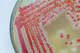 A Serratia marcescens colony is seen in a lab. The bacteria is known for its distinctive red color.