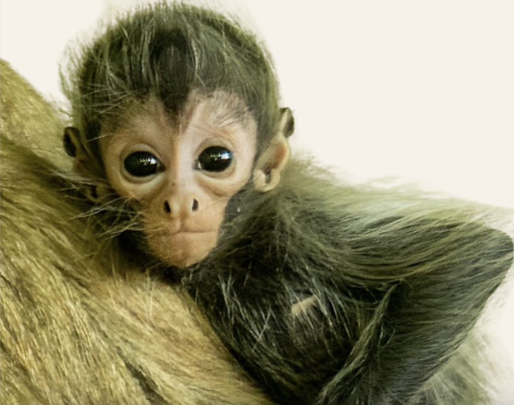 Opinion: Wildlife are not pets or playthings