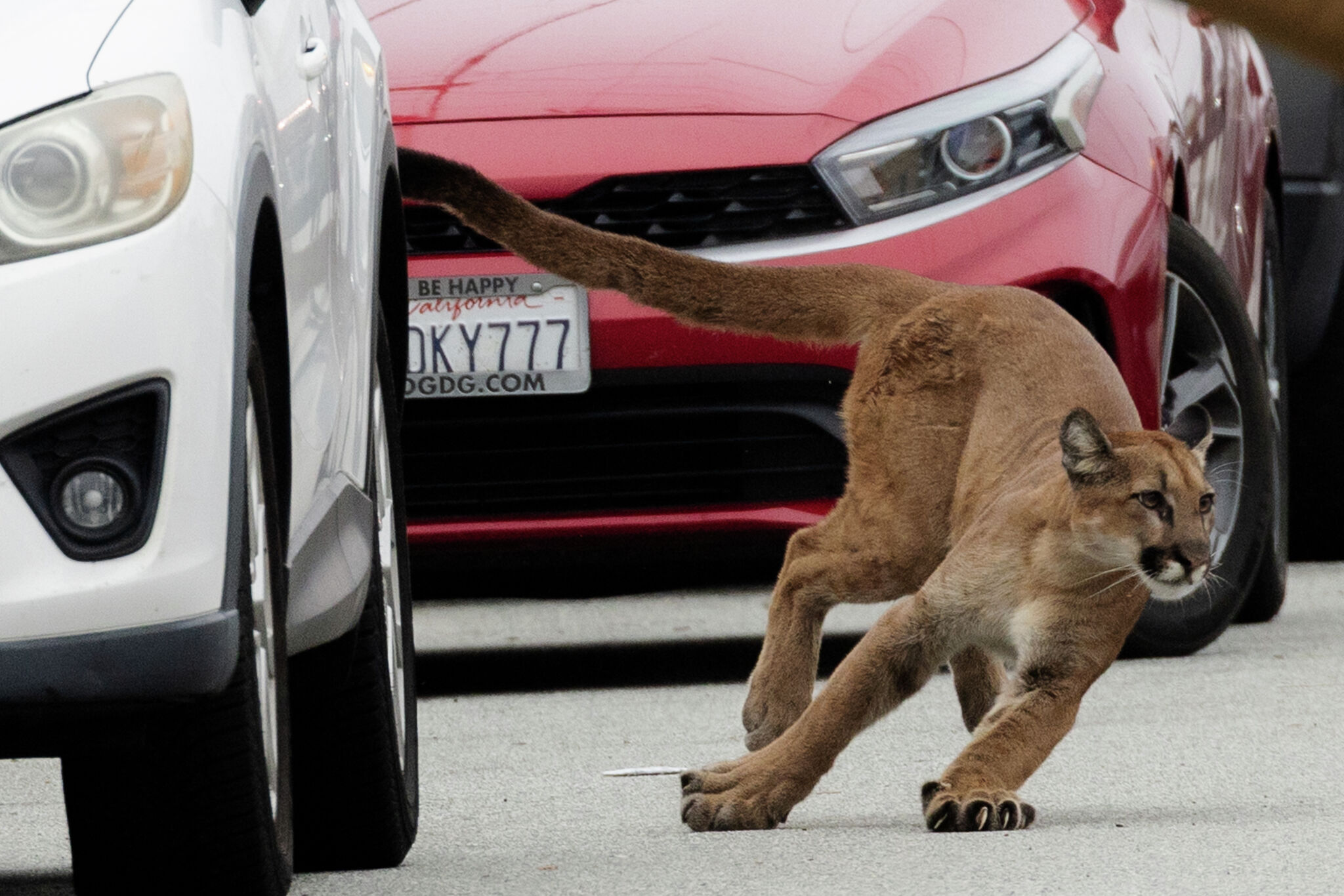 San Francisco mountain lion captured in Sunset, released back into wild - San Francisco Chronicle