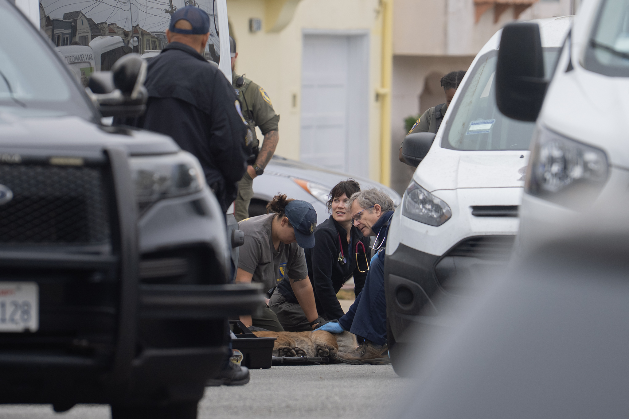 SF mountain lion ‘stuck in the Outer Sunset’ captured, released into wild