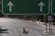 A woman walks with her dogs as they cross an empty street during the Jewish holiday of Yom Kippur, in Jerusalem, Monday, Sept. 21, 2026.