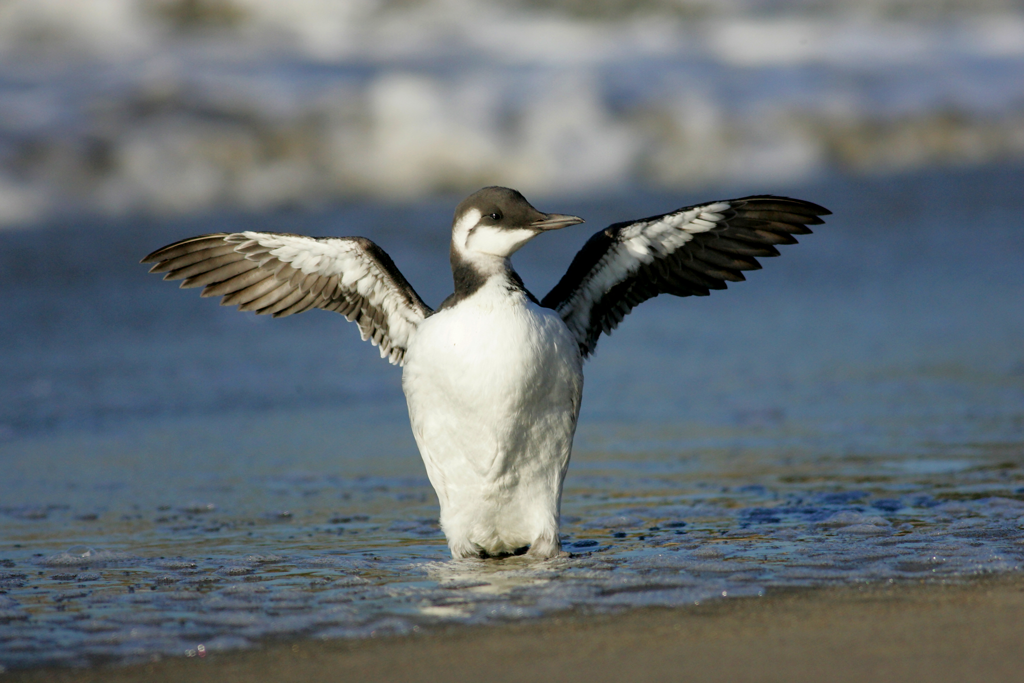 Biologists fear the worst as Bay Area seabirds starve - SFGATE