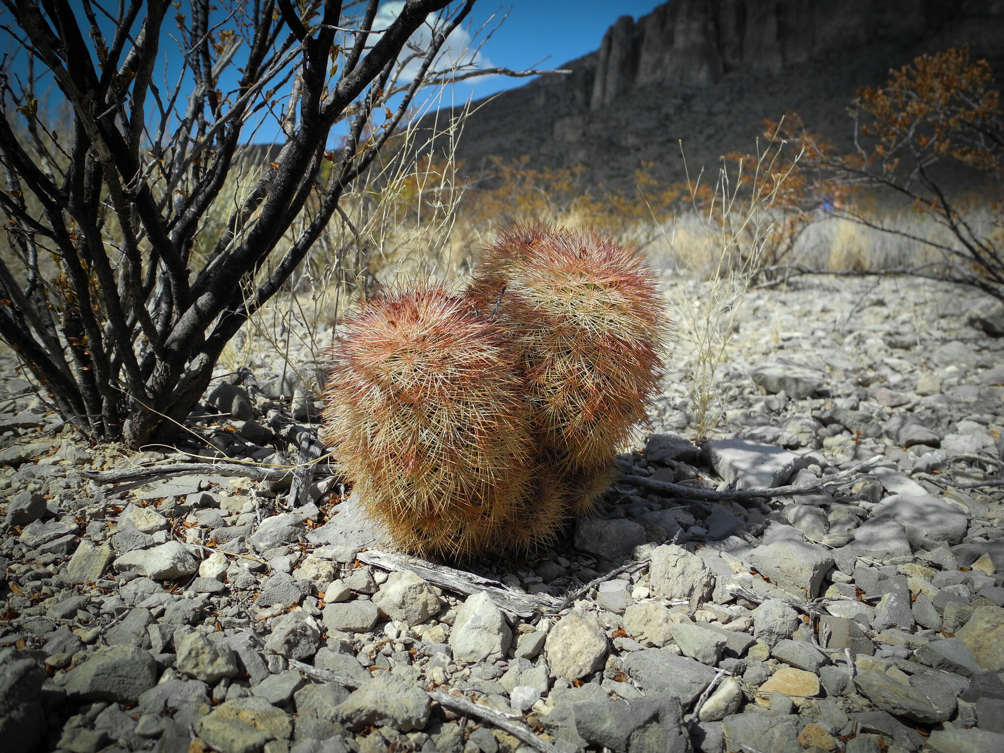 Border Construction Threatens Texas’ Big Bend Ecosystem
