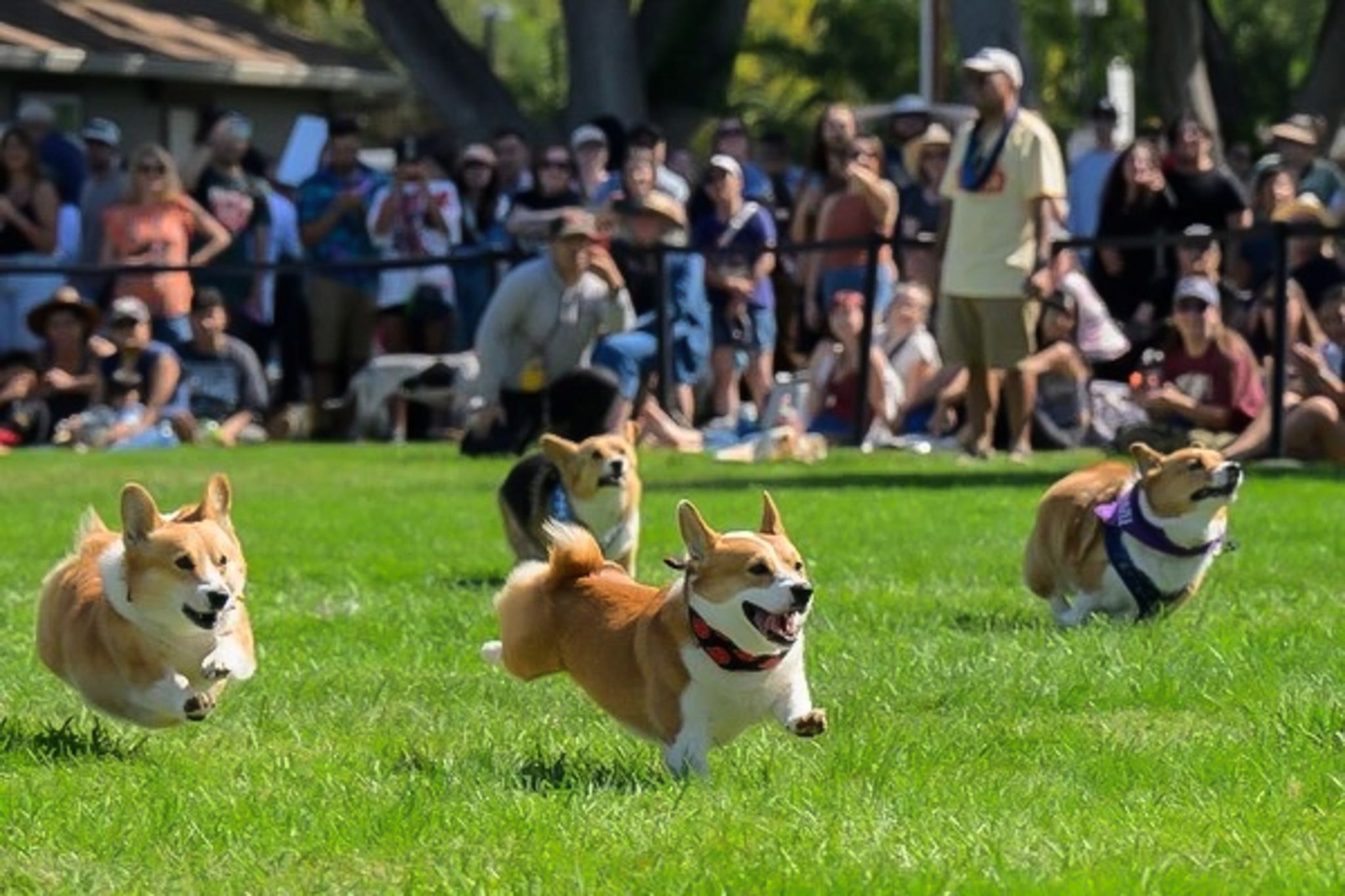 BCNARTS: Best Bets: Corgi Con Returns With Races, Contests At Alameda ...