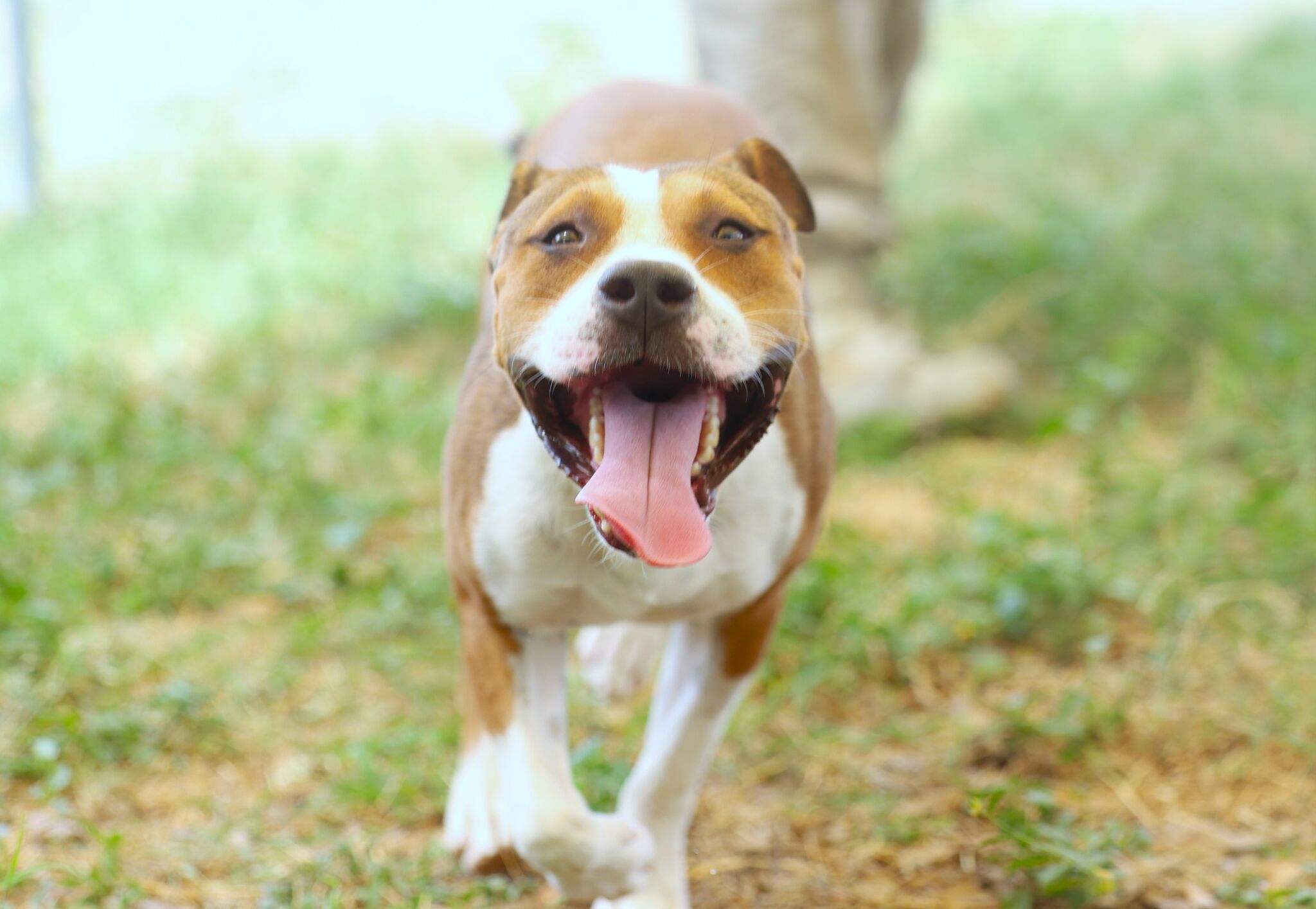 Pit bull mix and calico cat are LMT Pets of the Week available at LACS