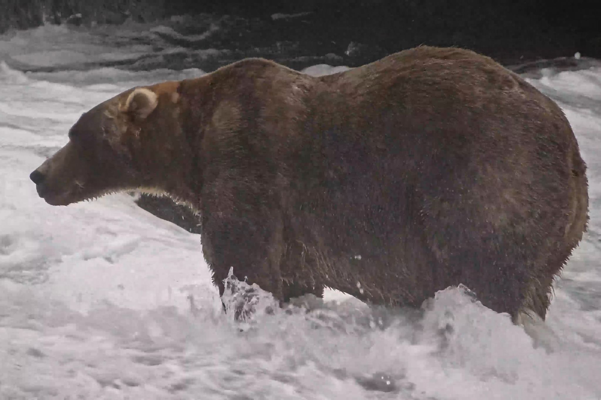 Backpack Wins 2026 Fat Bear Week Championship at Katmai National Park