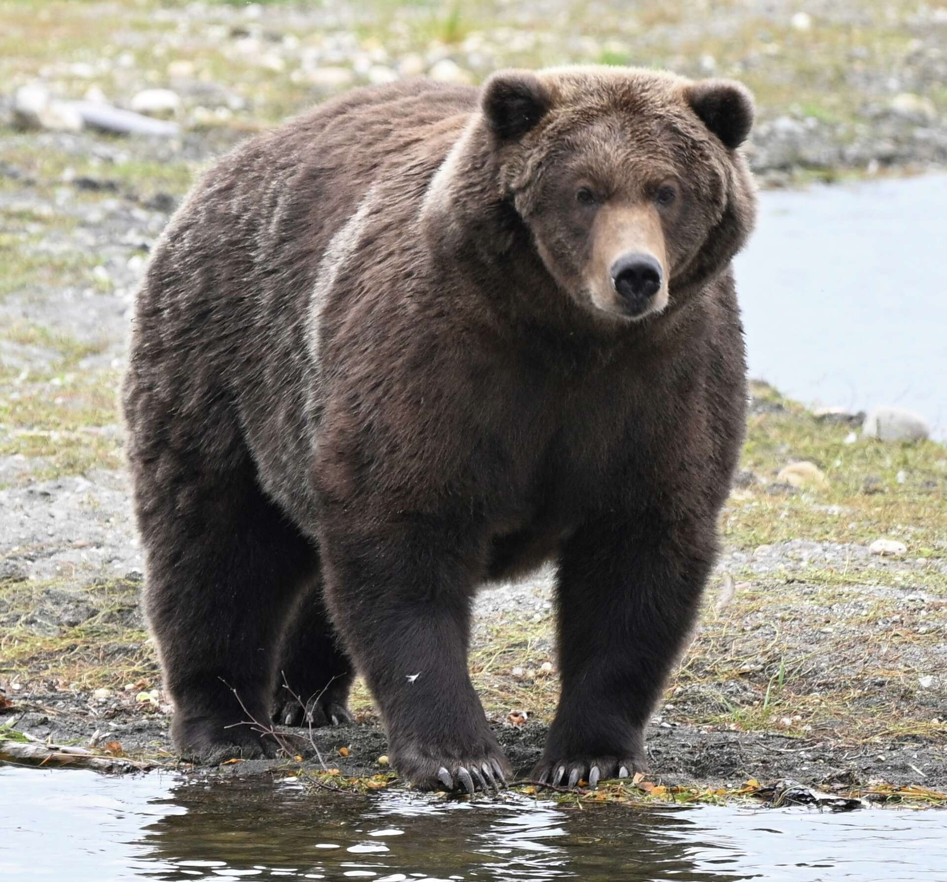 Gentle Giant Backpack Declared Winner Of Alaska s Fat Bear Week gentle-giant-backpack-declared-winner-of-alaska-s-fat-bear-week
