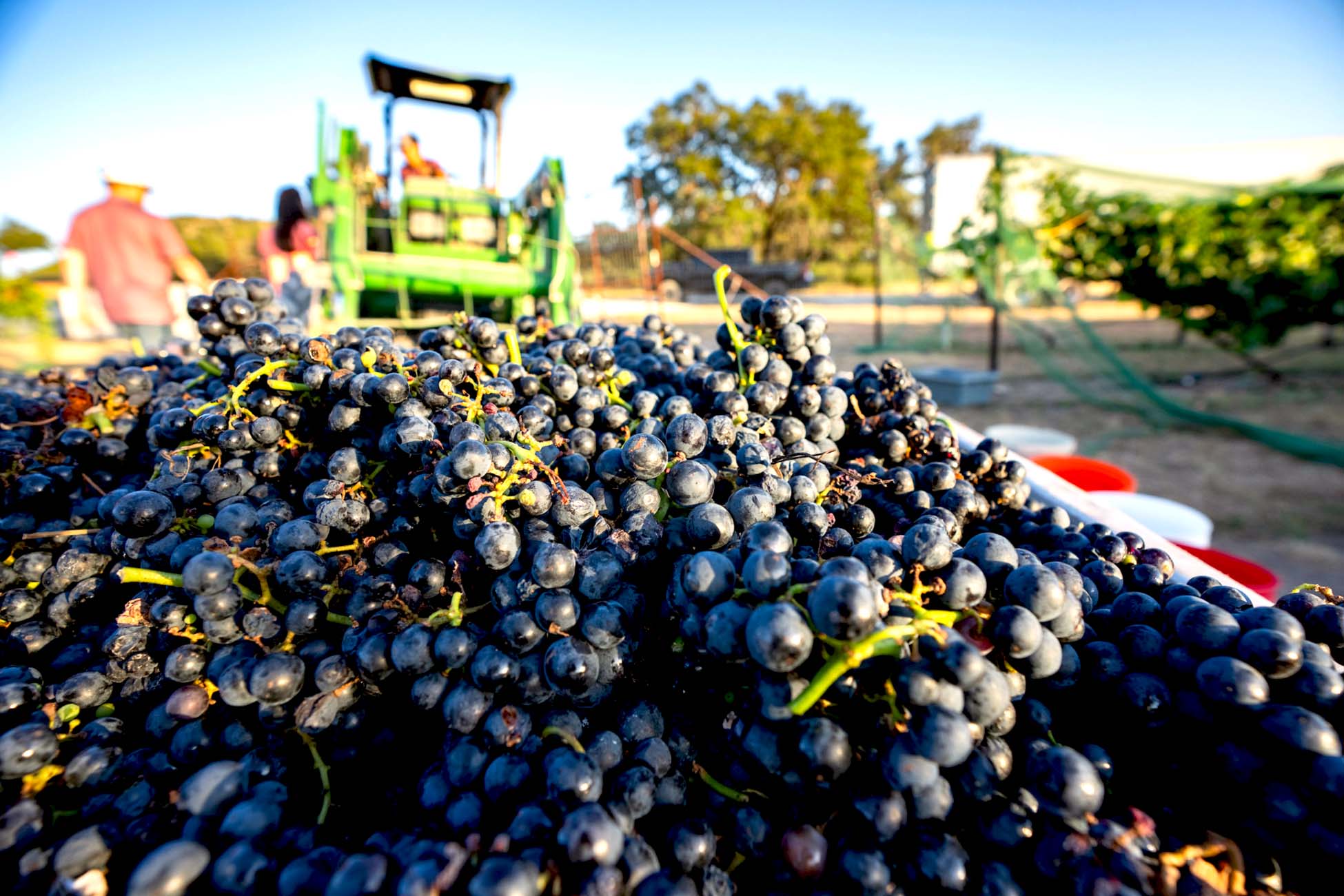 Quality remains strong for Texas wine growers