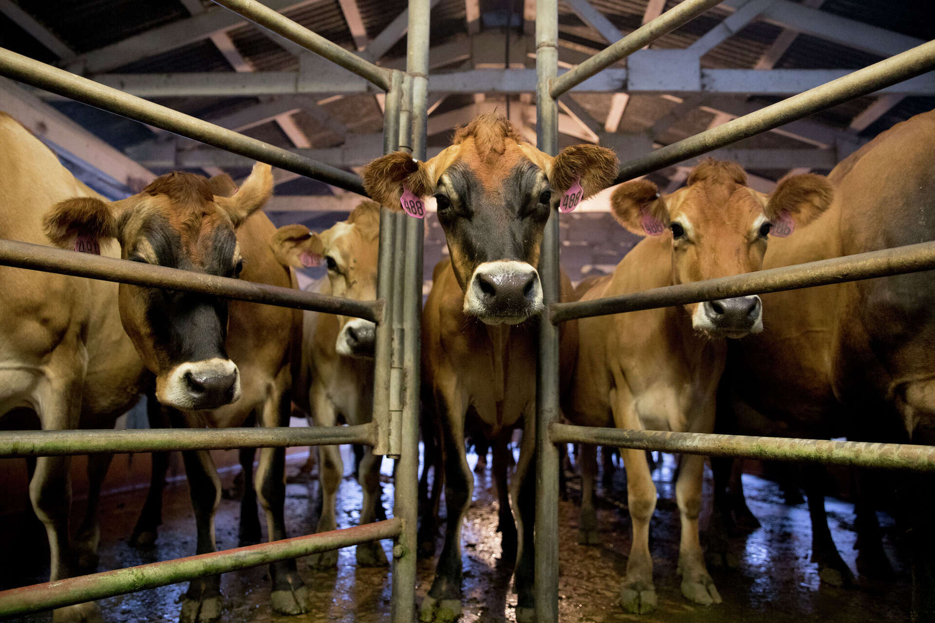 FDA Food Recall Enforcement Surge | Sellers Face Compliance Costs & Liability Exposure