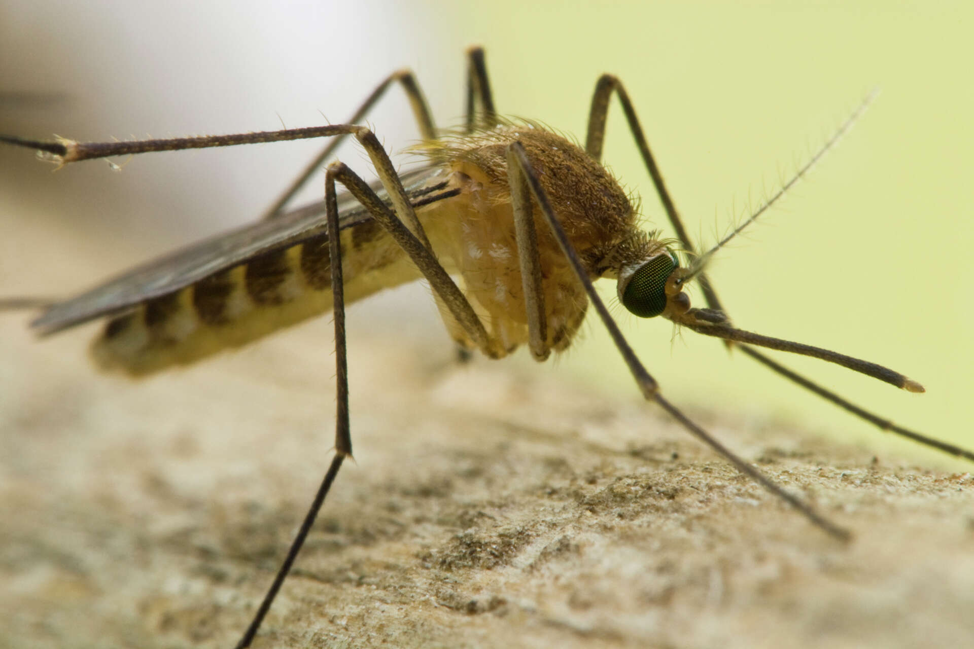 El Niño is potentially supercharging West Nile season.
