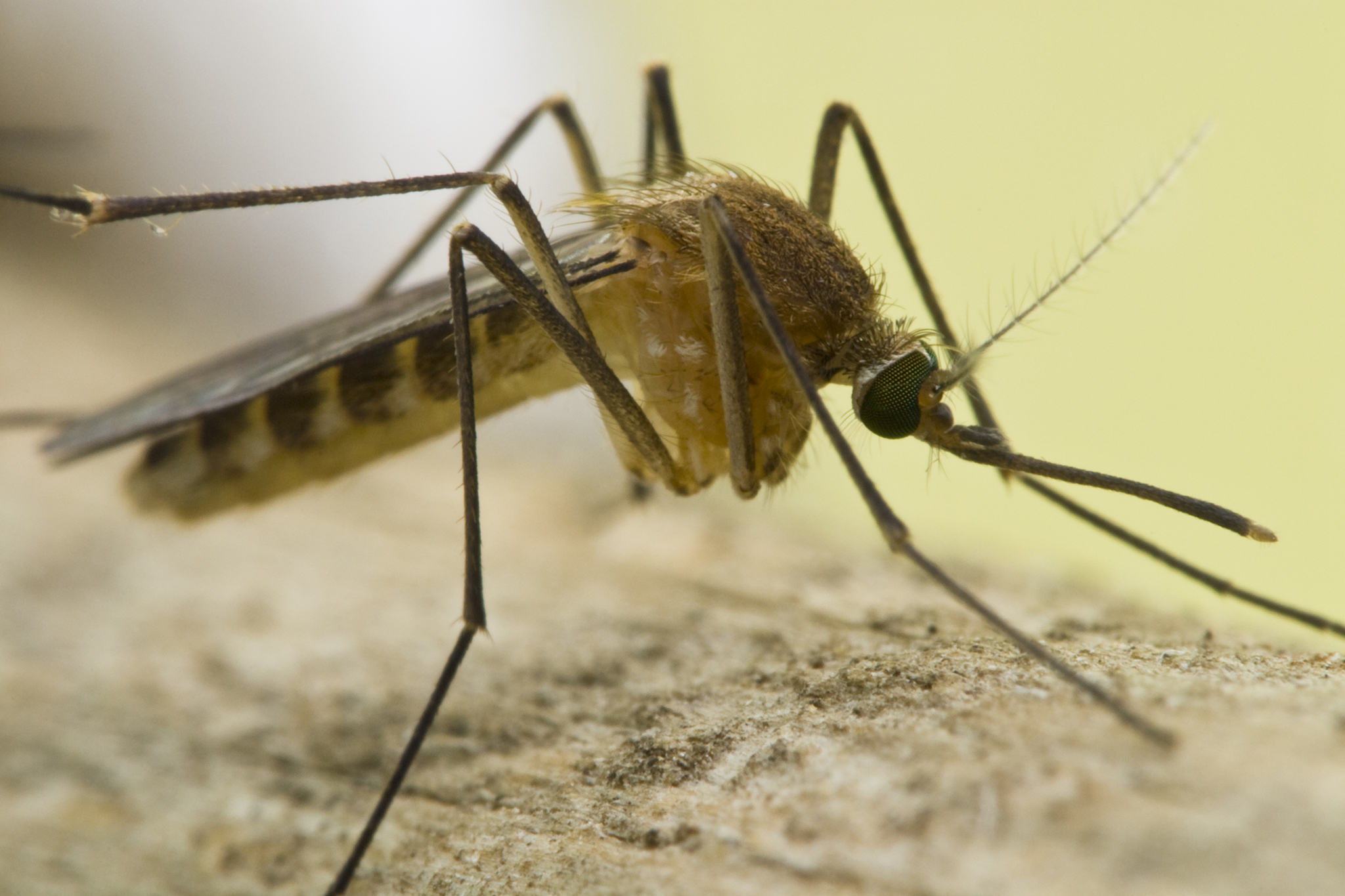 El Niño Fuels Deadliest West Nile Season in California in Nearly a Decade