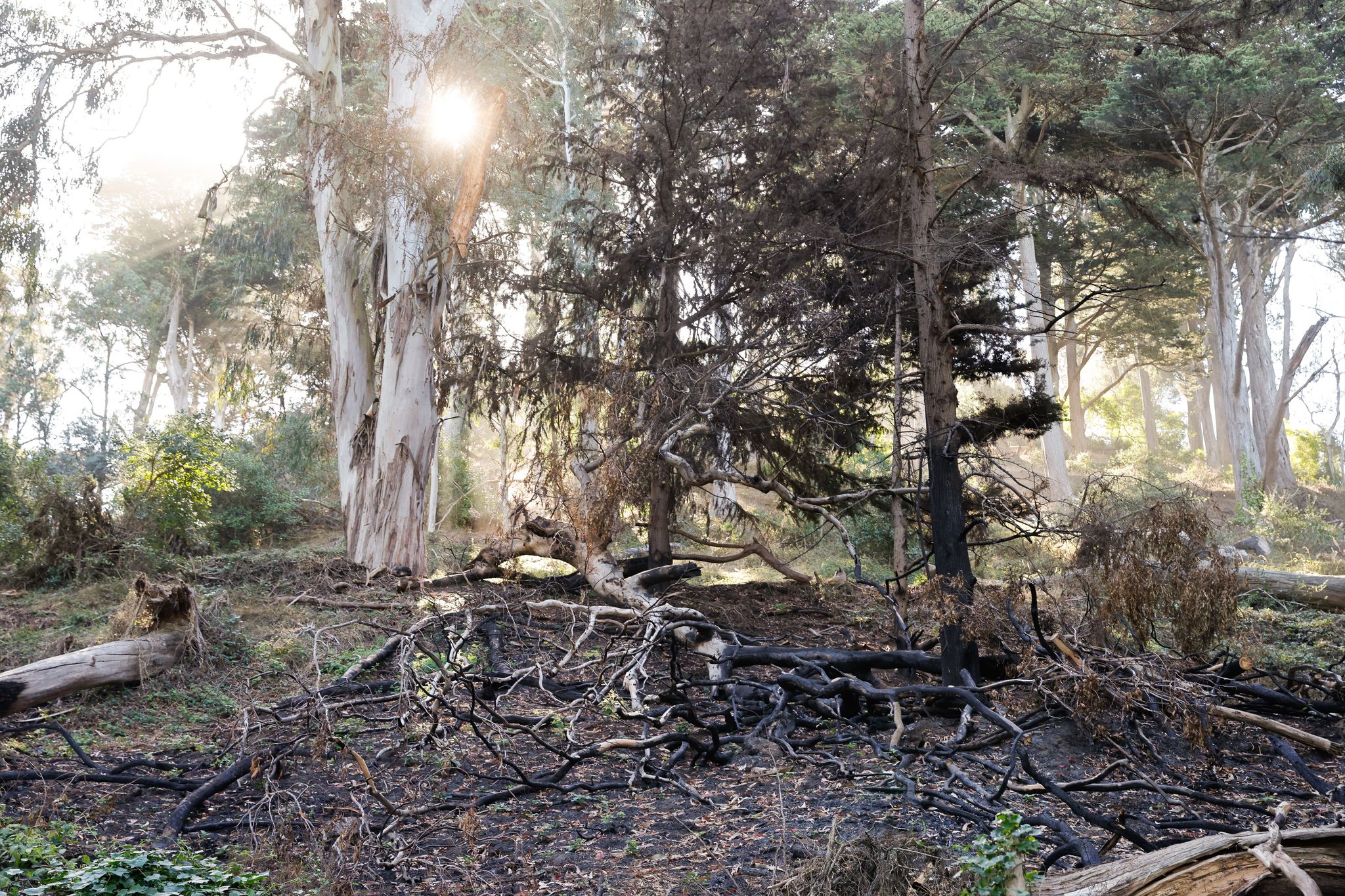 'Very, very scary': Fires at San Francisco’s oldest park have neighbors on edge
