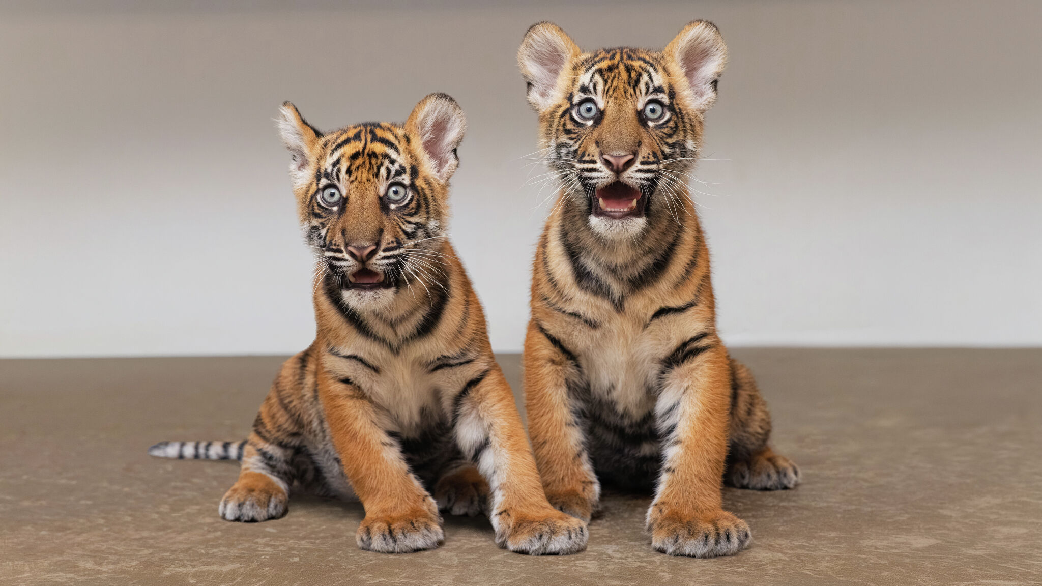 Meet Barani and Malu. The Fort Worth Zoo has welcomed two critically endangered Sumatran tiger cubs — the first ever born at