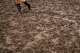A participant walks through mud at the Austin City Limits Music Festival in Zilker Park on Saturday, October 3, 2026.