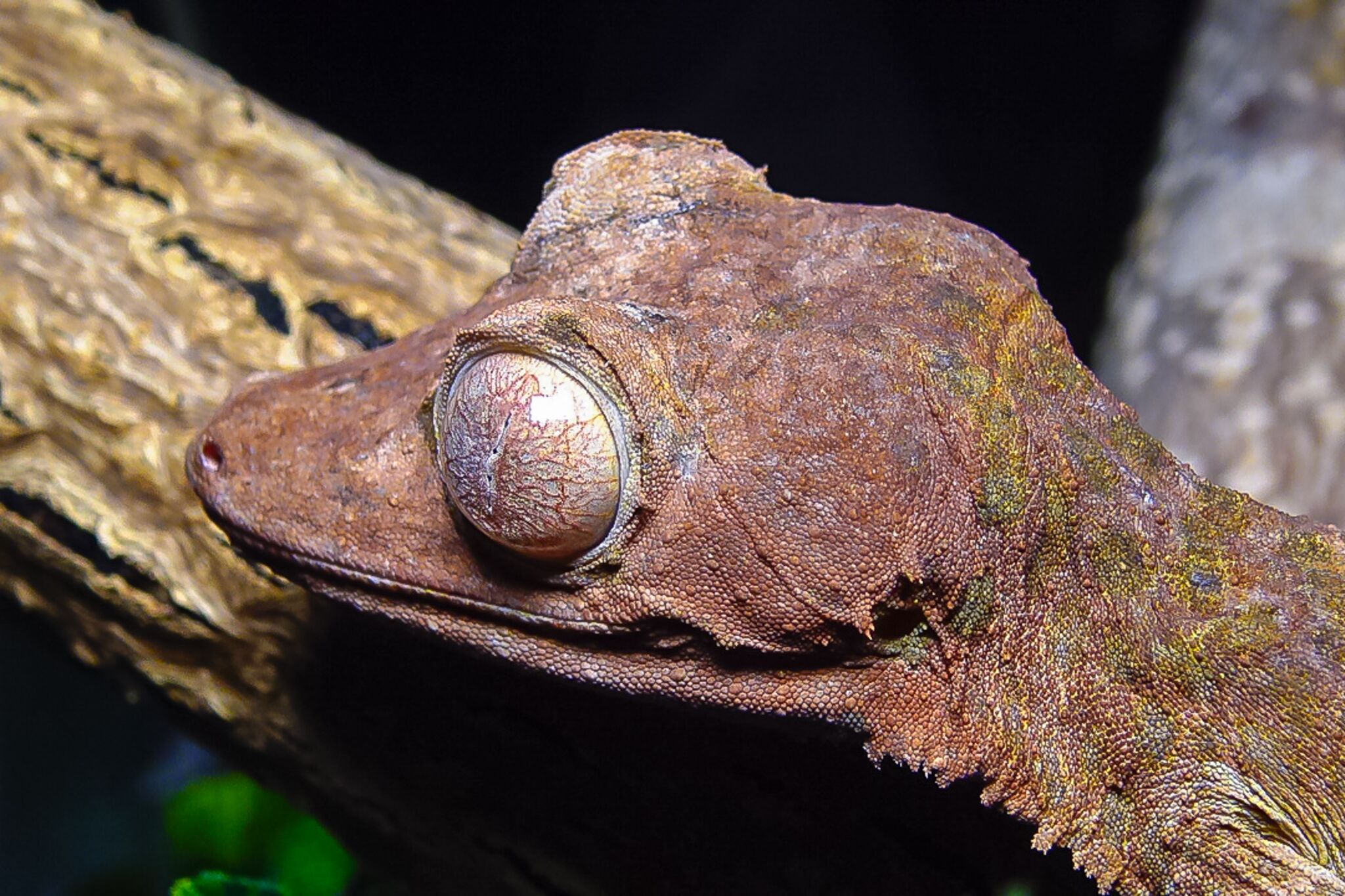 Houston Zoo welcomes new reptiles, celebrates first-ever birth