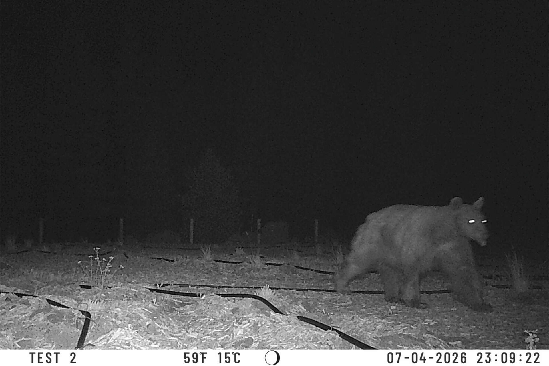 A black bear was caught on camera using a wildlife crossing on Highway 97 at least twice.
