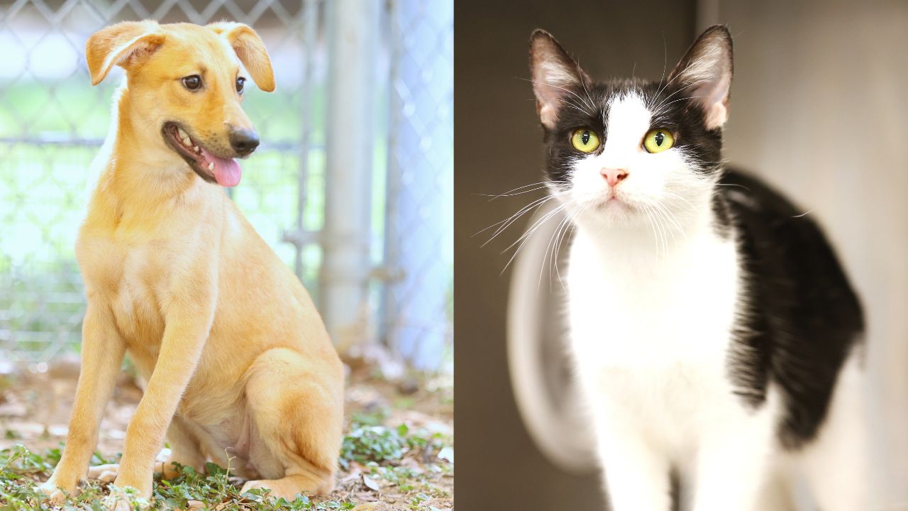 Cholula, June named LMT Pets of the Week up for adoption at shelter