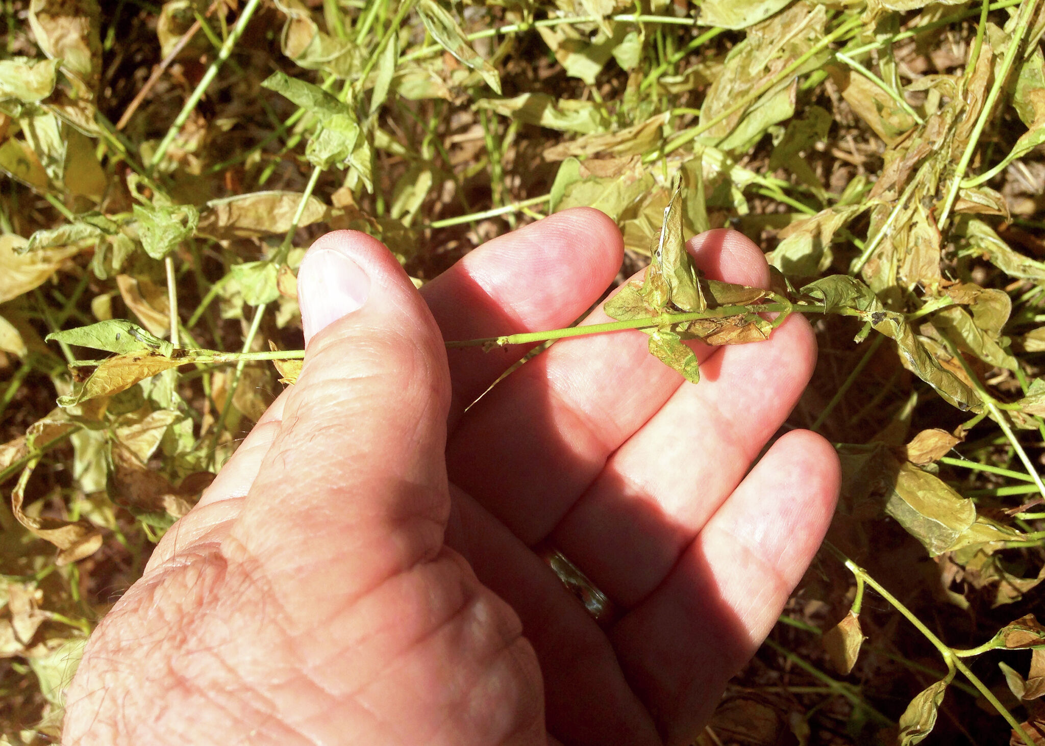 Texas gardening tips: prune vitex, stop vinca pests