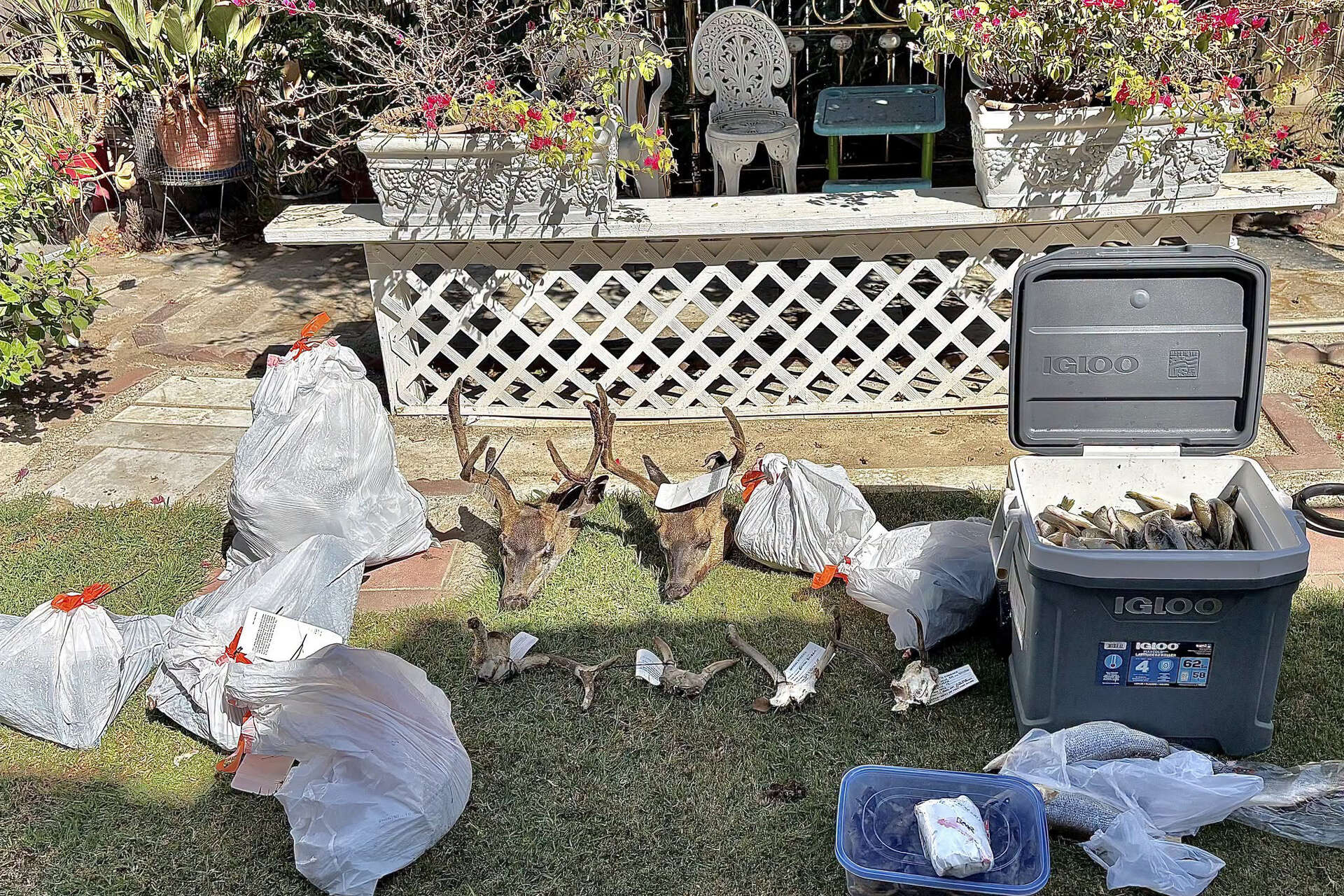 This week, California Department of Fish and Wildlife officers raided a Bakersfield home to find a bizarre haul, including deer antlers and bear meat.