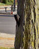 This pileated woodpecker made some noise on Michigan Avenue while looking for bugs in a tree truck in downtown Big Rapids on Wednesday, October 7th.