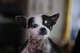 Stanford sleep doctor's breakthrough in narcolepsy began with dogs 2 Watson, a chihuahua with narcolepsy, poses for a portrait. His narcoleptic episodes are most often triggered by playtime or his favorite food – chicken – according to his owner, Emmanuel Mignot, a sleep researcher at Stanford.