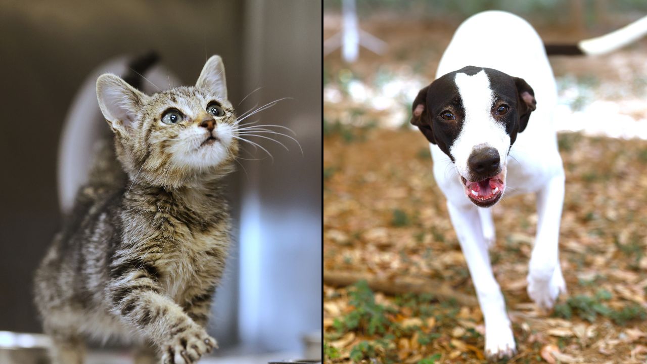 Letty, Flower named LMT Pets of the Week up for adoption at shelter