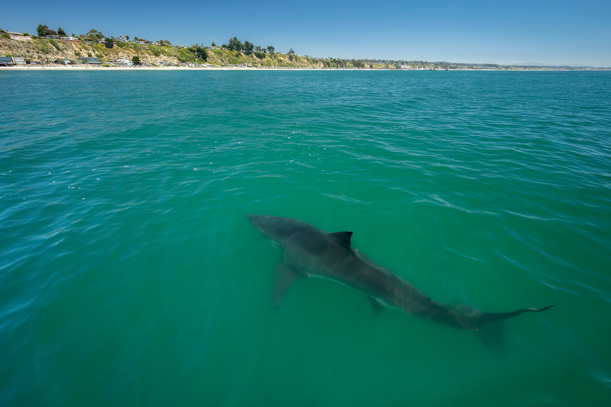 Bay Area scientists see rare shark entourage as El Niño looms - SFGATE