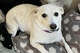Luna, a 10-year-old California Jack Russell Terrier missing in Yellowstone National Park, has been found.