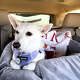 Luna, a 10-year-old California Jack Russell Terrier missing in Yellowstone National Park, has been found.
