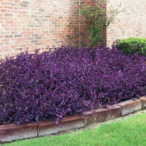 How Texas gardeners can handle poinsettias, pests and greenhouses
