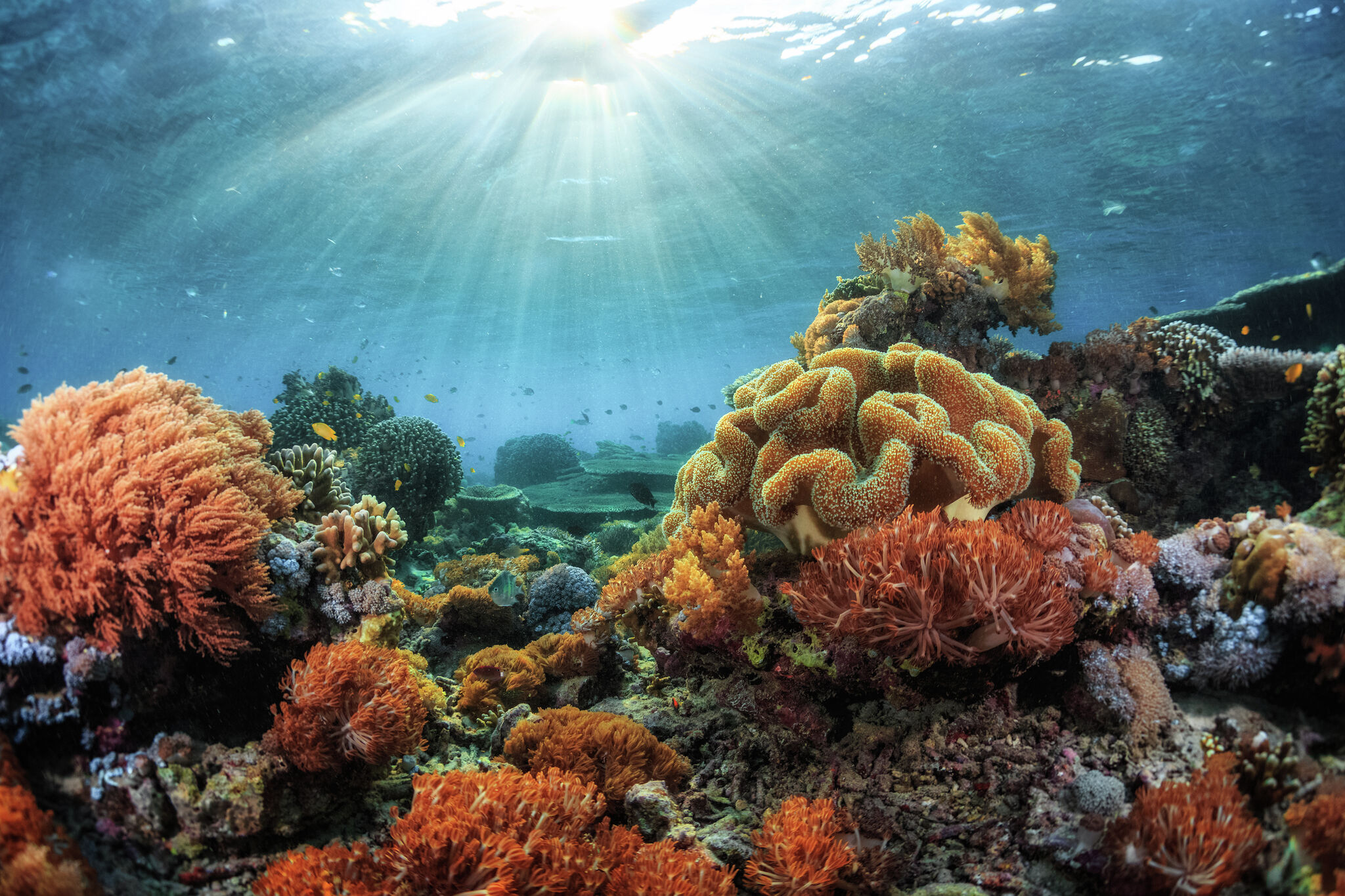 Photo: SFGATE Stanford Scientists Find Healthy Clone Coral Can Reverse Bleaching via Contact