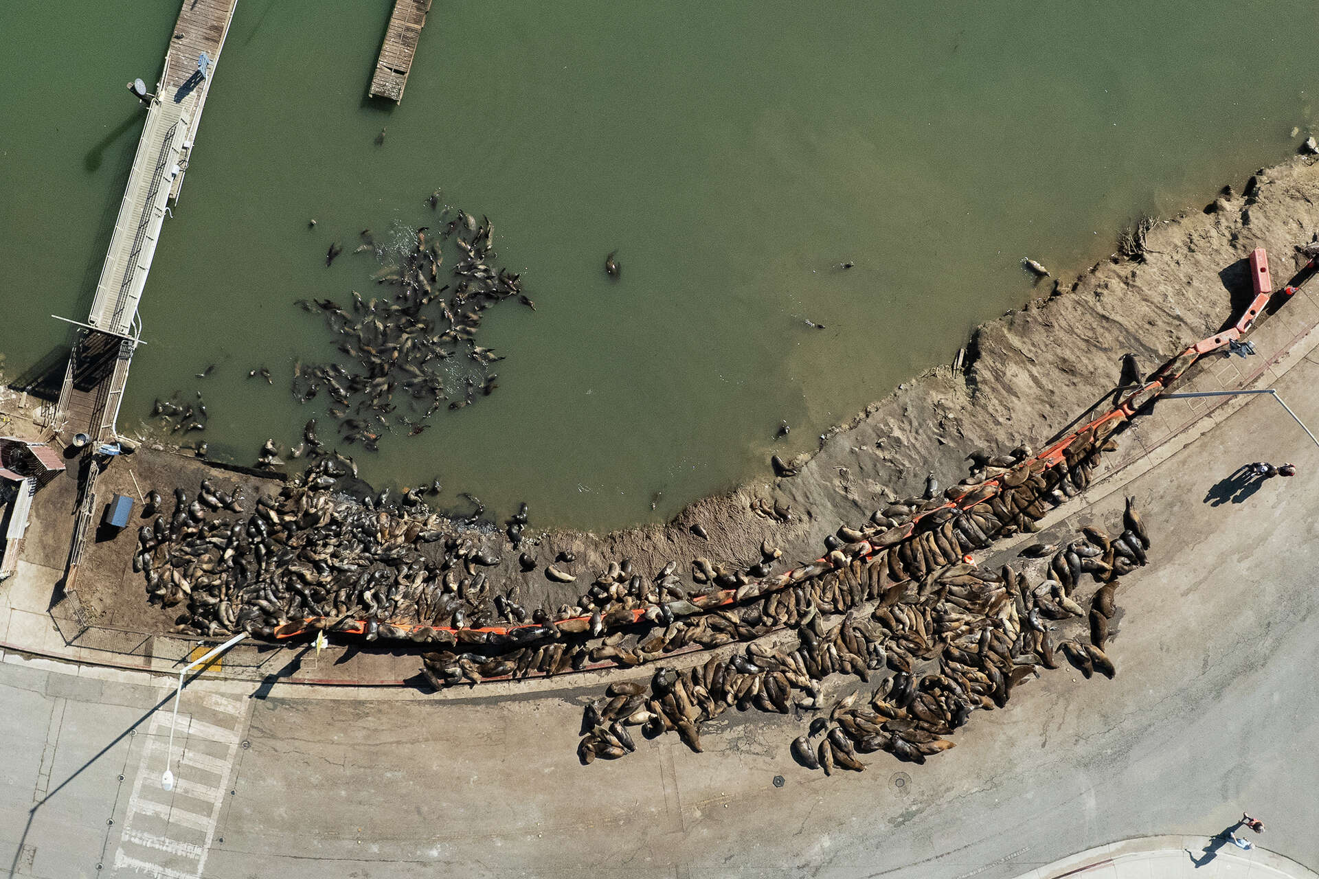 A large group of sea lions bask on Sandholdt Road in Moss Landing, Calif., Oct. 13, 2026.