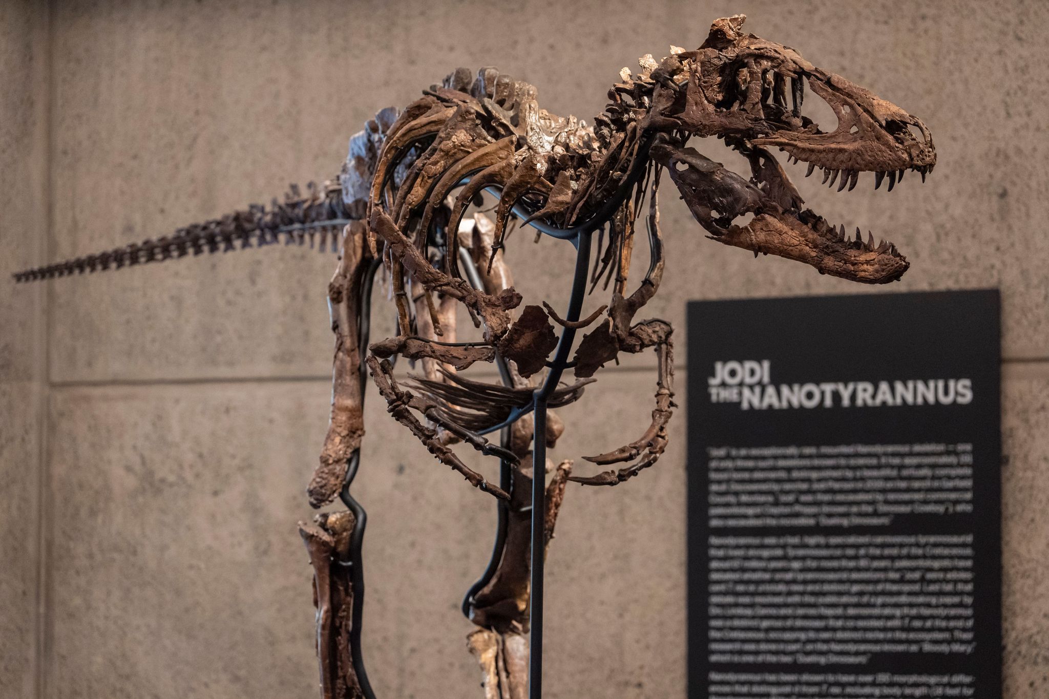 Small Tyrannosaur Fossil Reportedly Sells for $47 Million