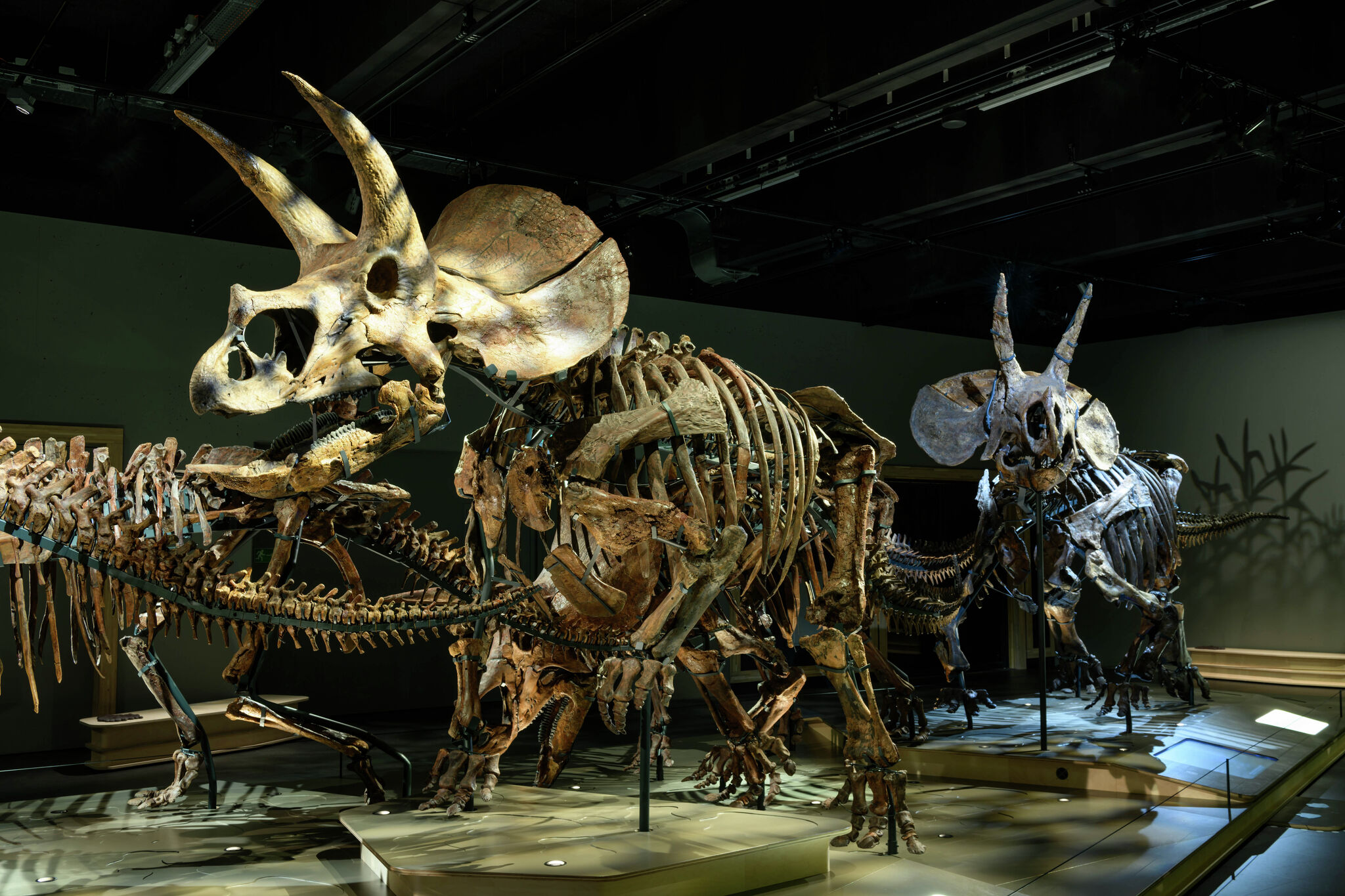 A herd of triceratops is coming to Dallas' Perot Museum in 2027
