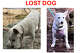 A lost dog poster for Luna, a 10-year-old Jack Russell terrier from California who went missing in Yellowstone National Park.