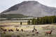FILE: Elk graze in Yellowstone National Park in Wyoming.