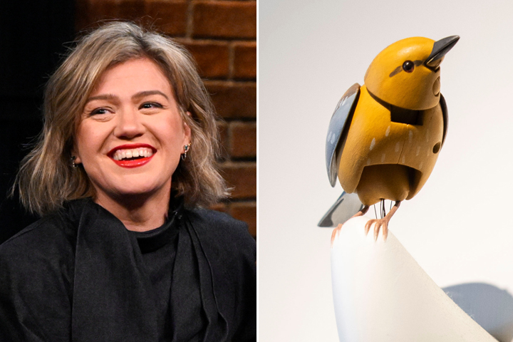 Kelly Clarkson's fight over Molly the bird is the weirdest feud ever