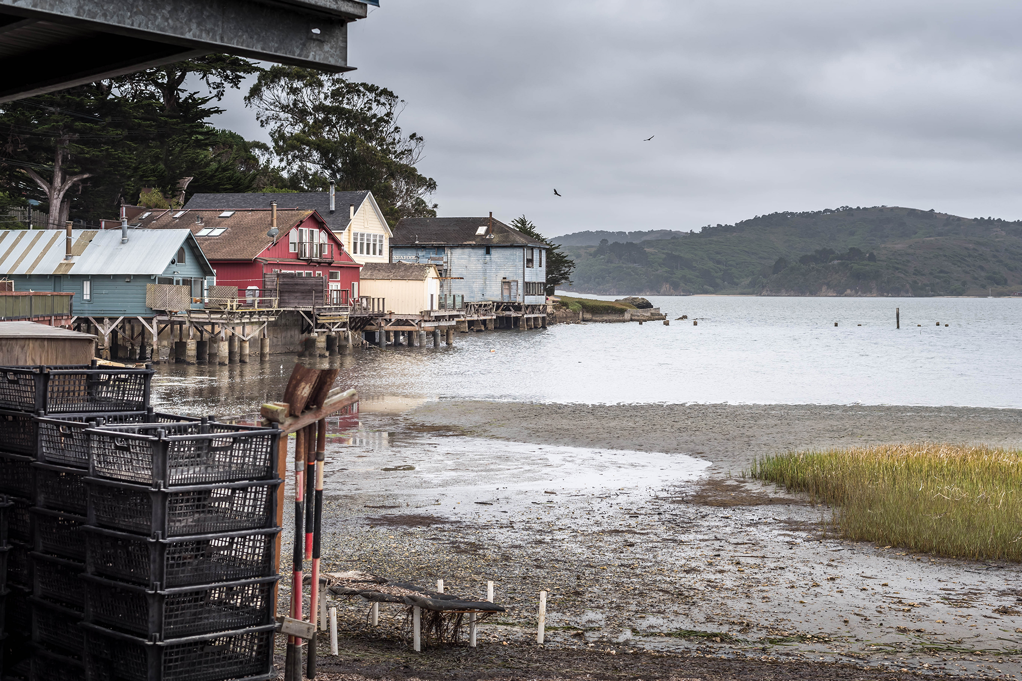 sfgate.com - Susana Guerrero - Hog Island Oyster Co. withdraws 200K oysters after luxury hotel's sewage leak