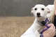 Luna after being reunited with her owner Wednesday morning.