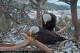 Cause of death revealed for Jackie, Big Bear's famous eagle