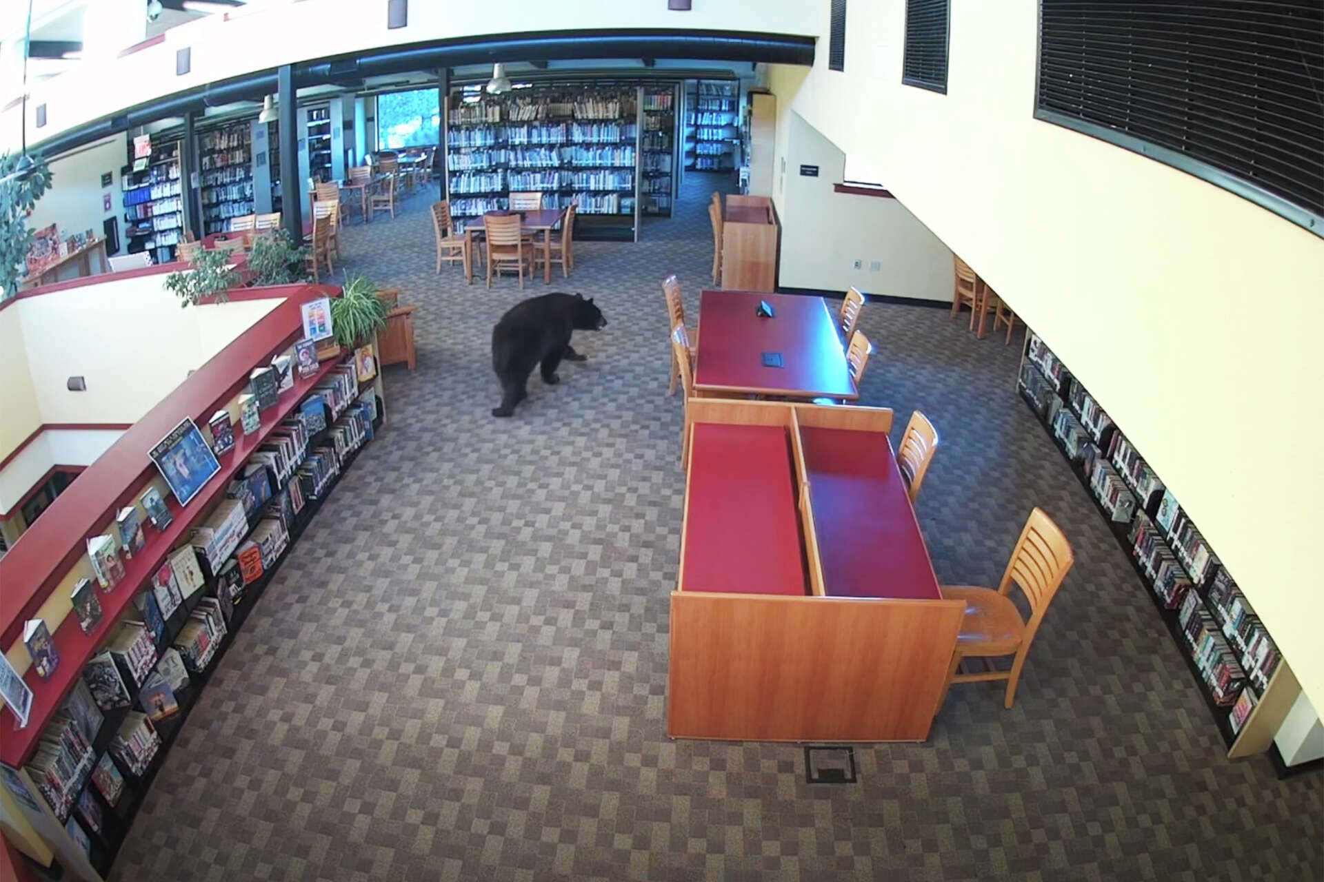 A black bear is spotted by a security camera early in the morning at the Mammoth Lakes Library in Mammoth Lakes, Calif., on Oct. 15, 2026.